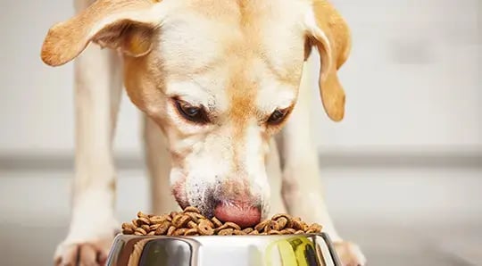 Flexible packaging for the pet food market