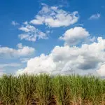 Sugarcane bio-sourced biopolymer for flexible packaging